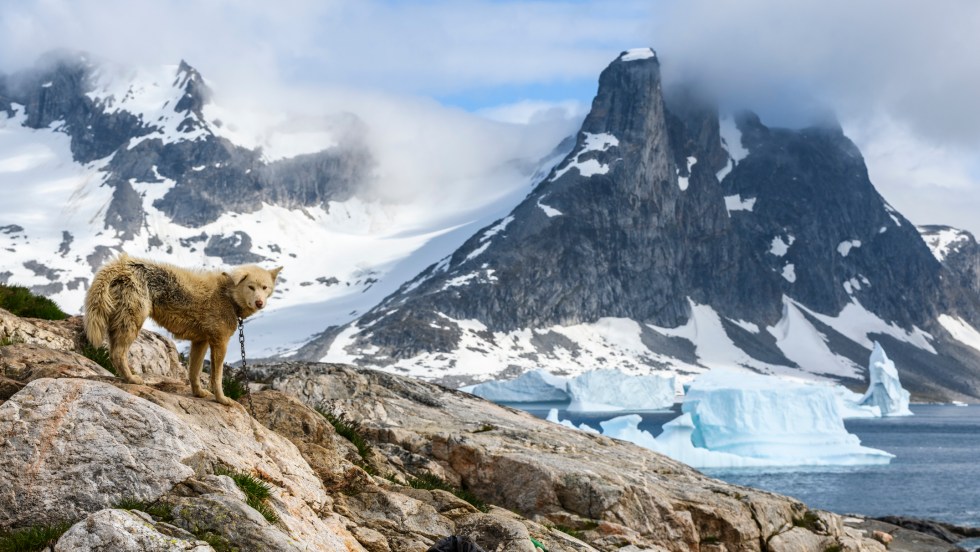Chien de traineau au Groenland