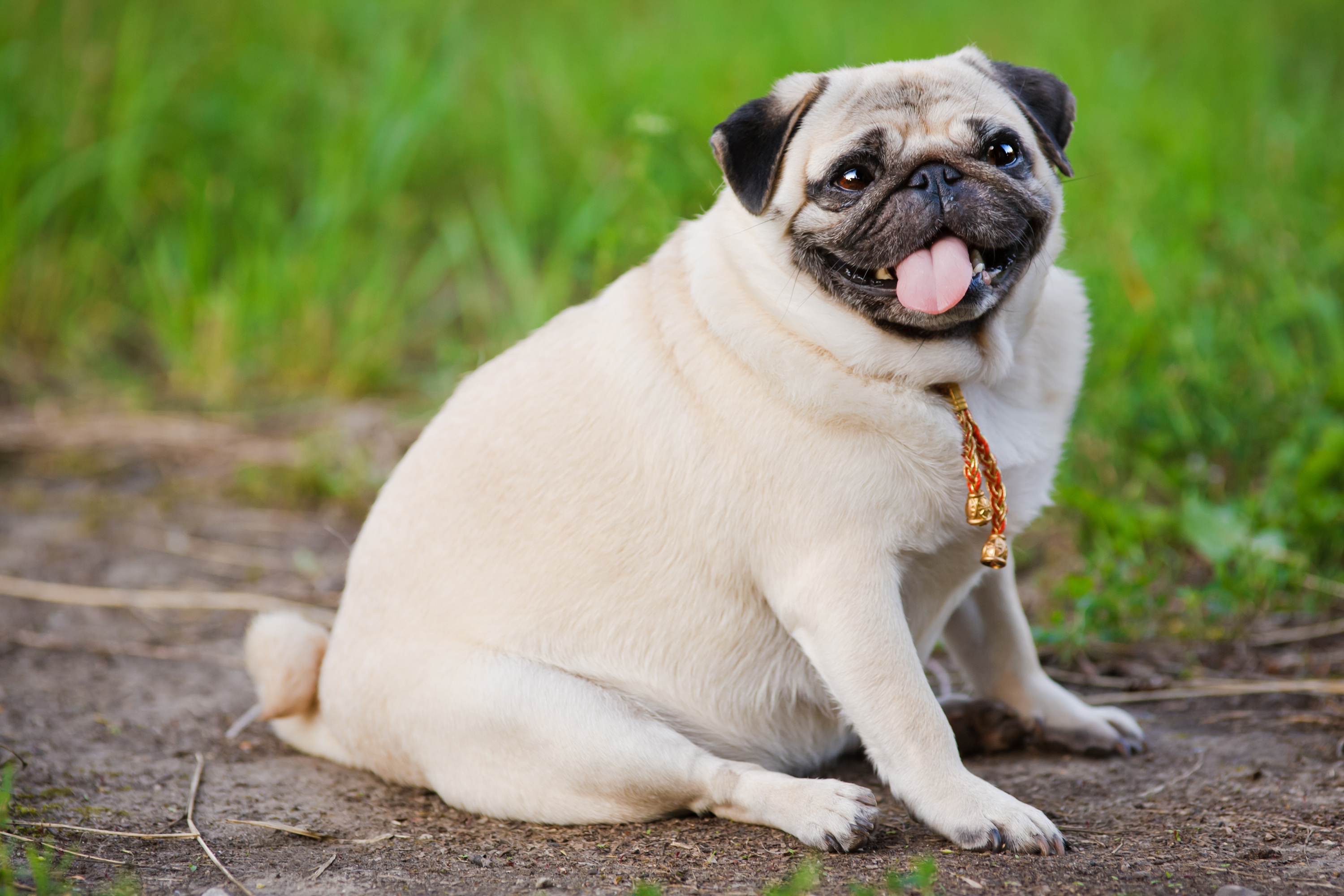 étude chiens surpoids maîtres