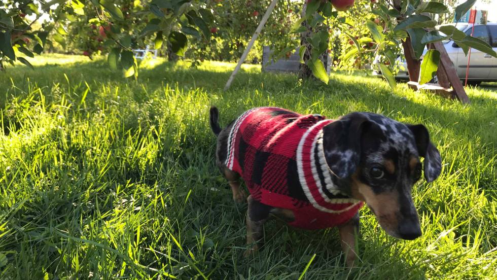 3 vergers où cueillir des pommes à moins d’une heure de Montréal