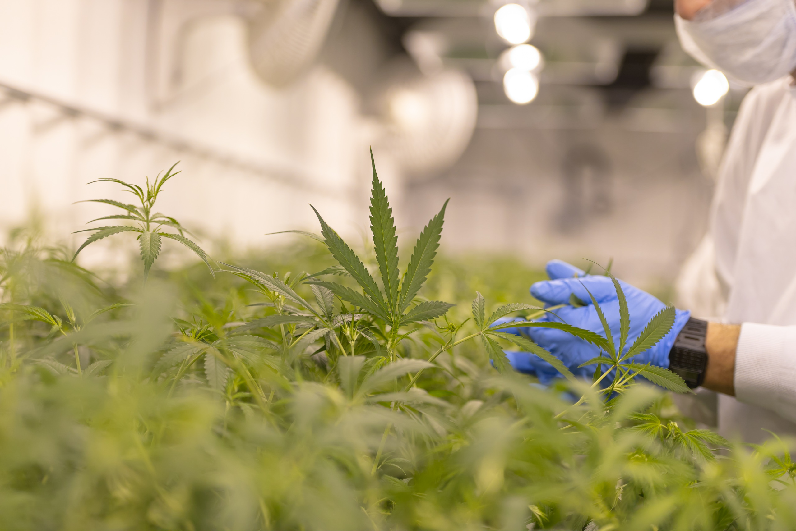 cannabis troubles mentaux