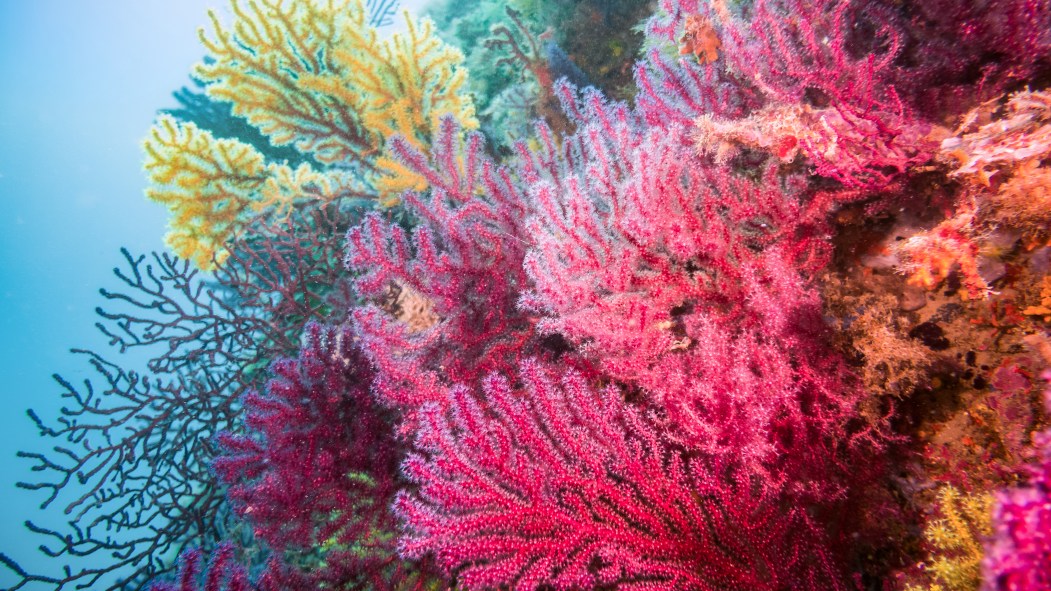 Méditerranée: des coraux décimés par une vague de chaleur renaissent