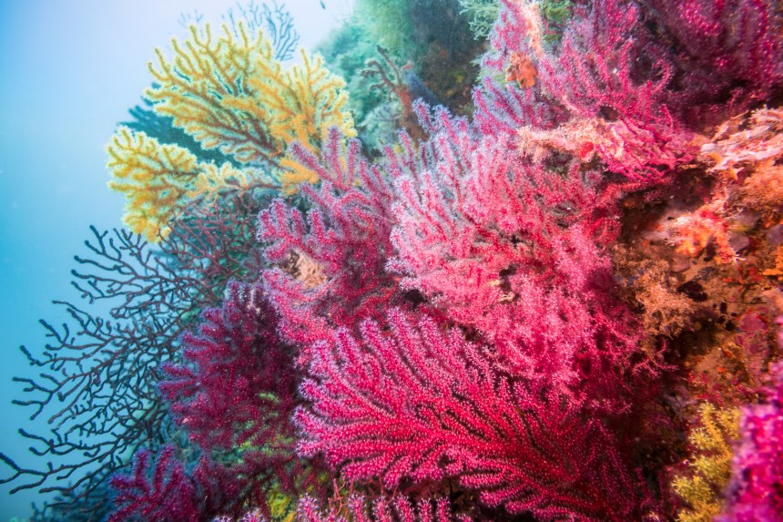 Méditerranée: des coraux décimés par une vague de chaleur renaissent