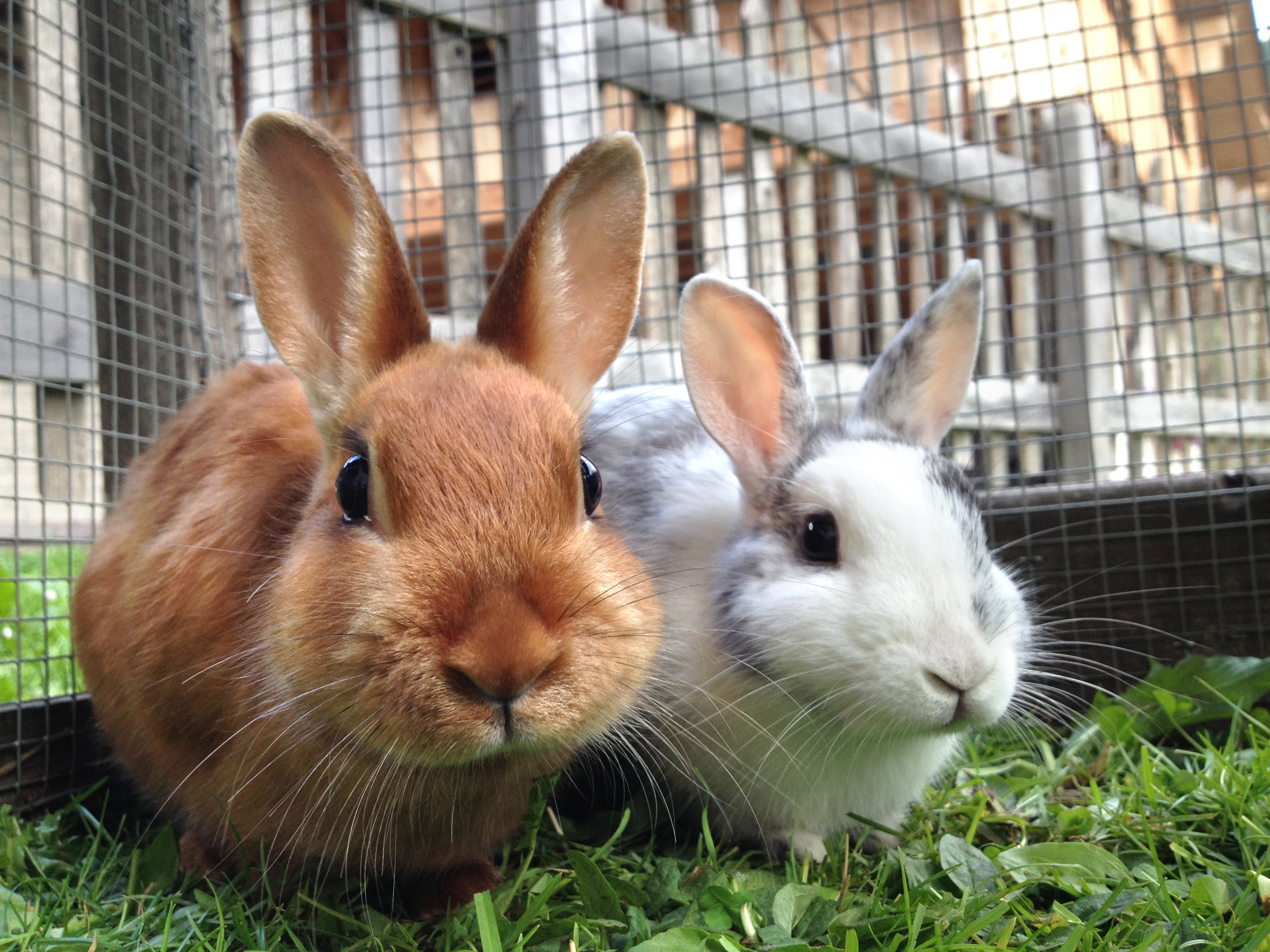 lapins