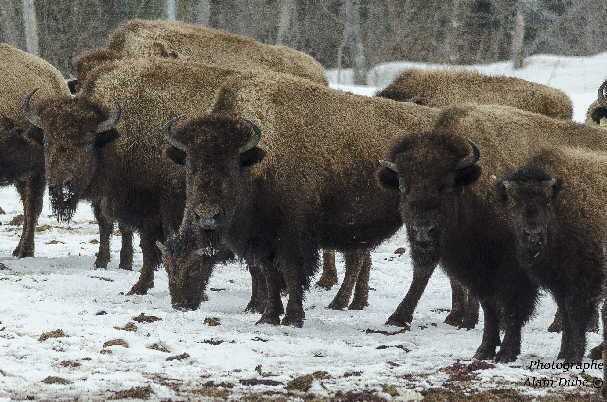 Se rapprocher des bisons