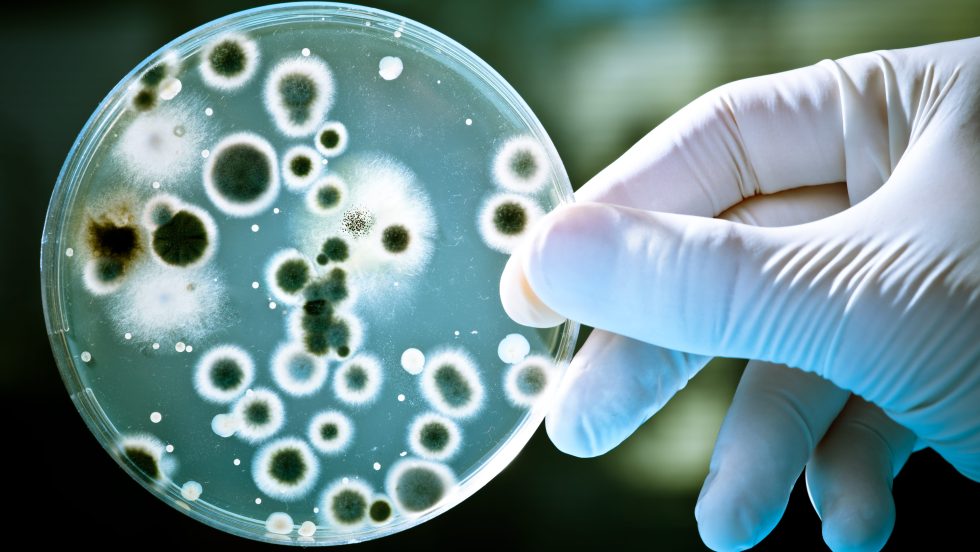 bactéries résistantes