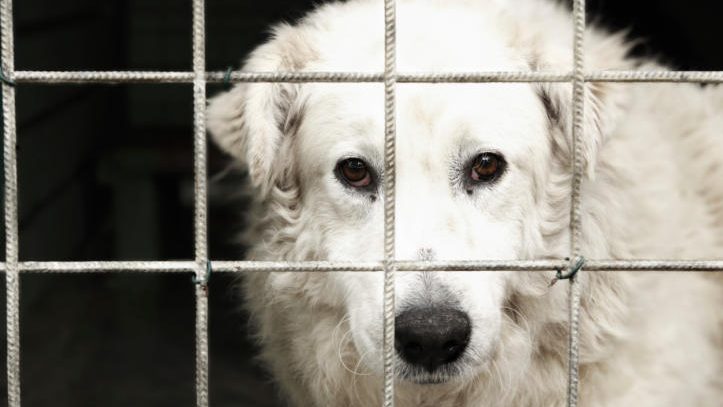 Aider les refuges animaliers de la province