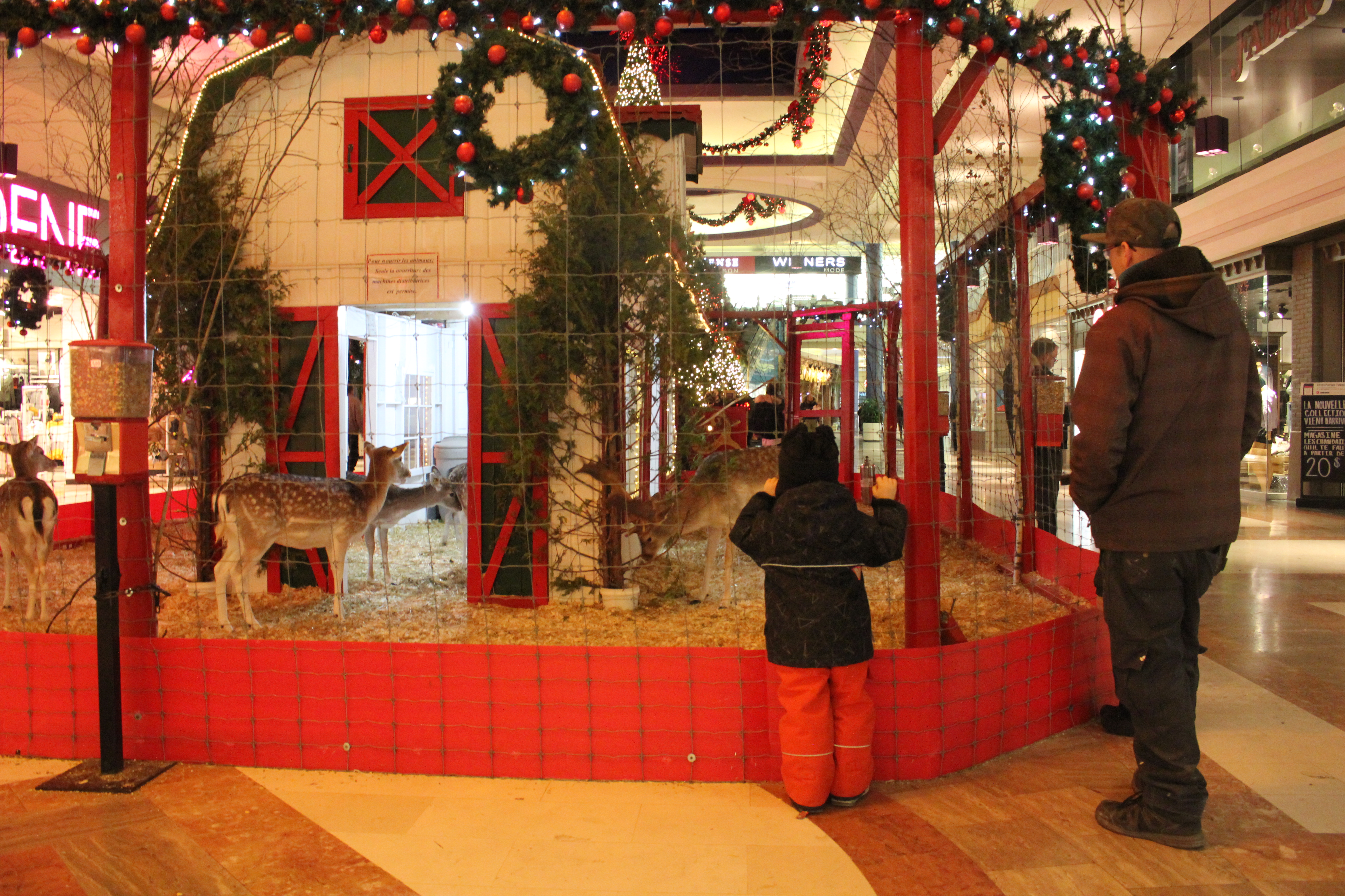 La Place Versailles Expose Toujours Des Daims Pour Noel