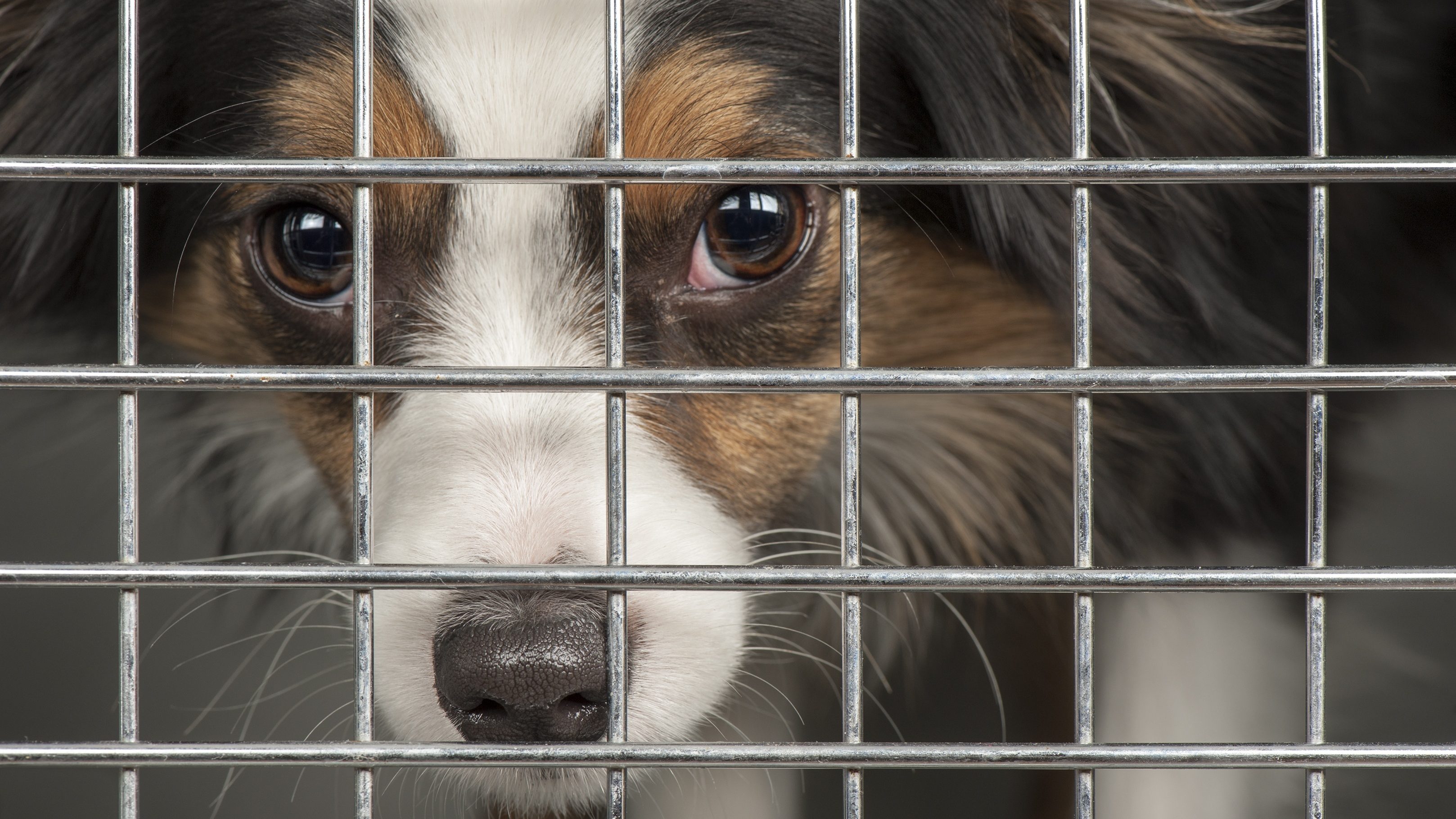 Un chien derrière une cage