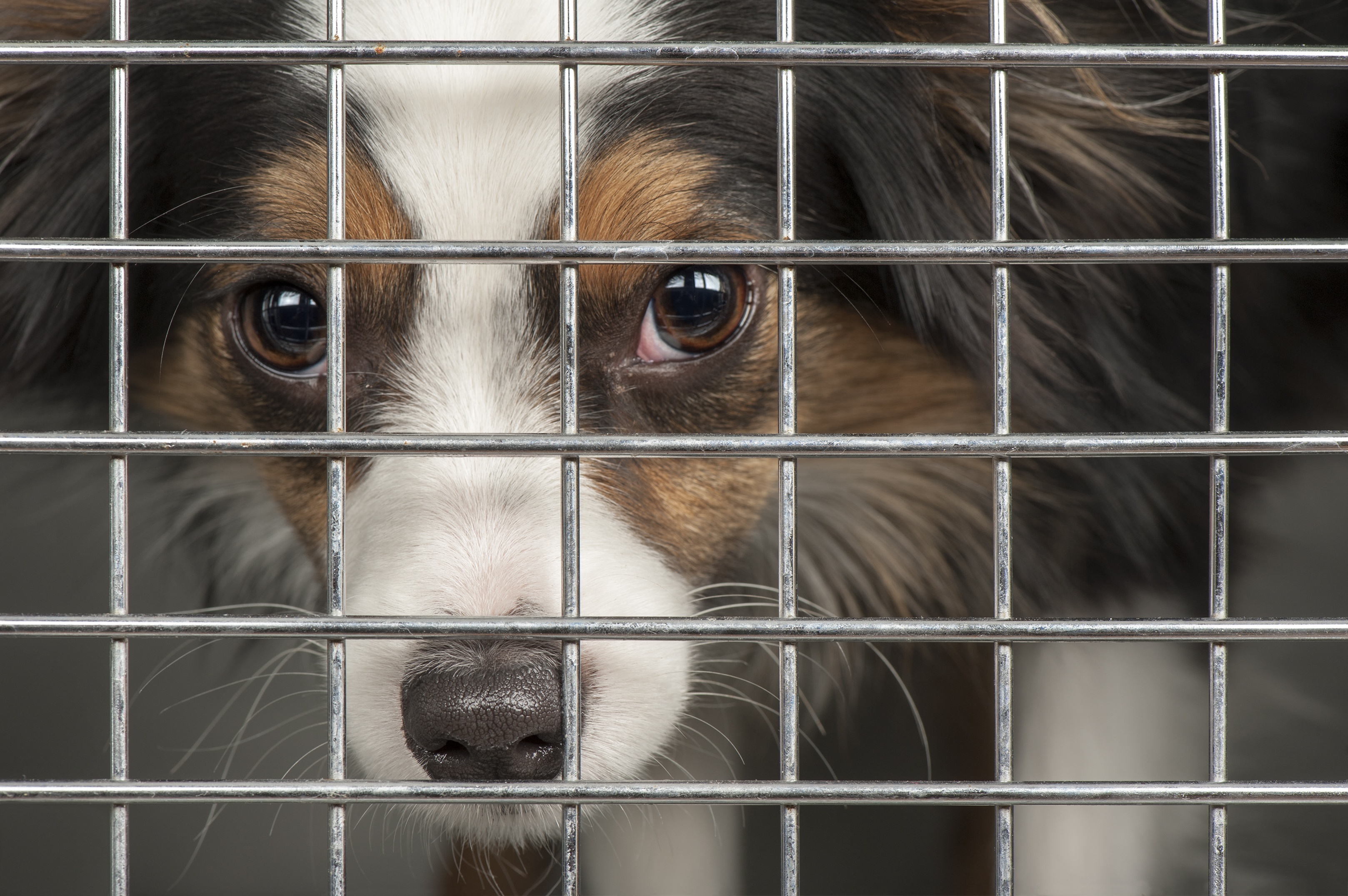 Un chien derrière une cage