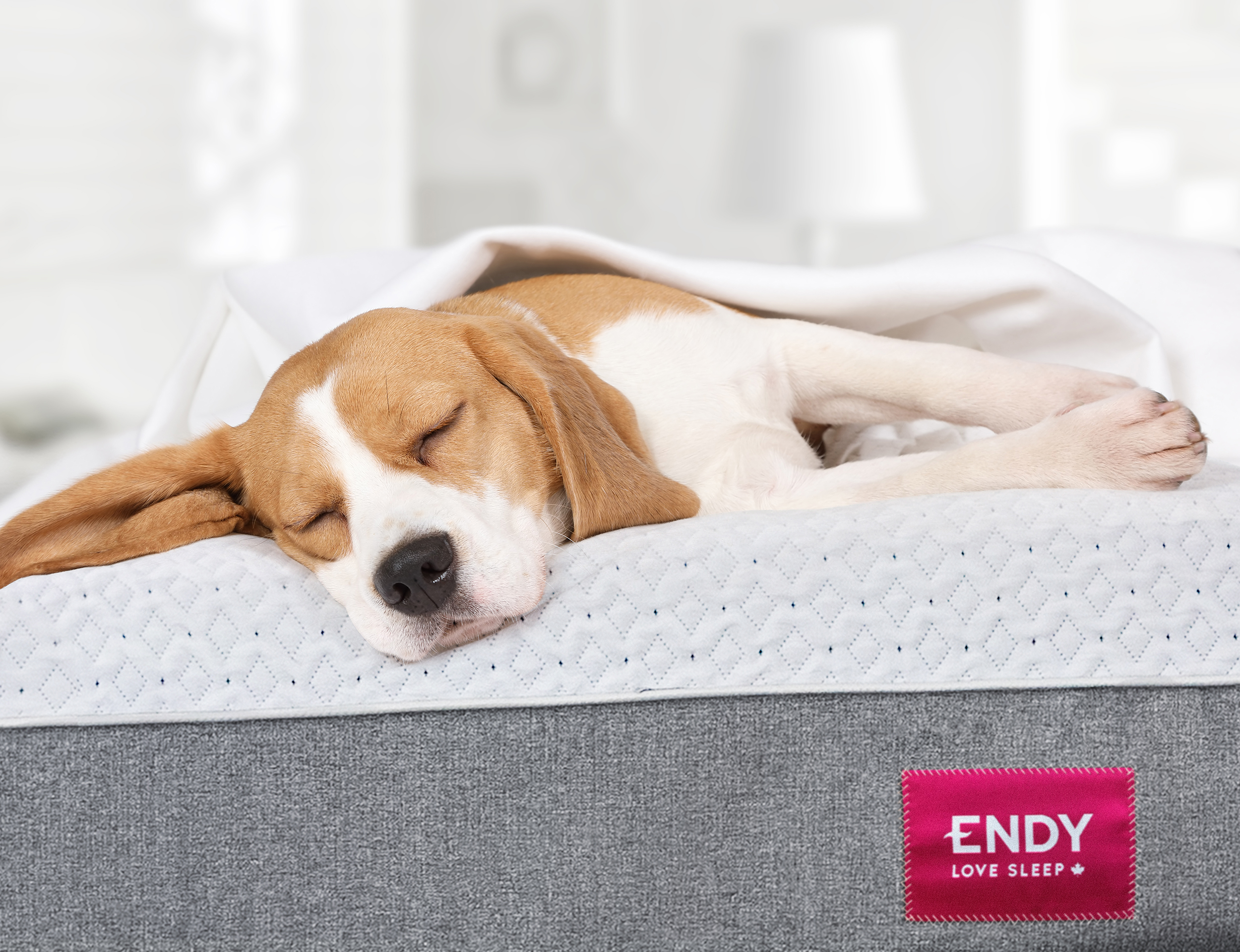 Chien couch&eacute; sur matelas