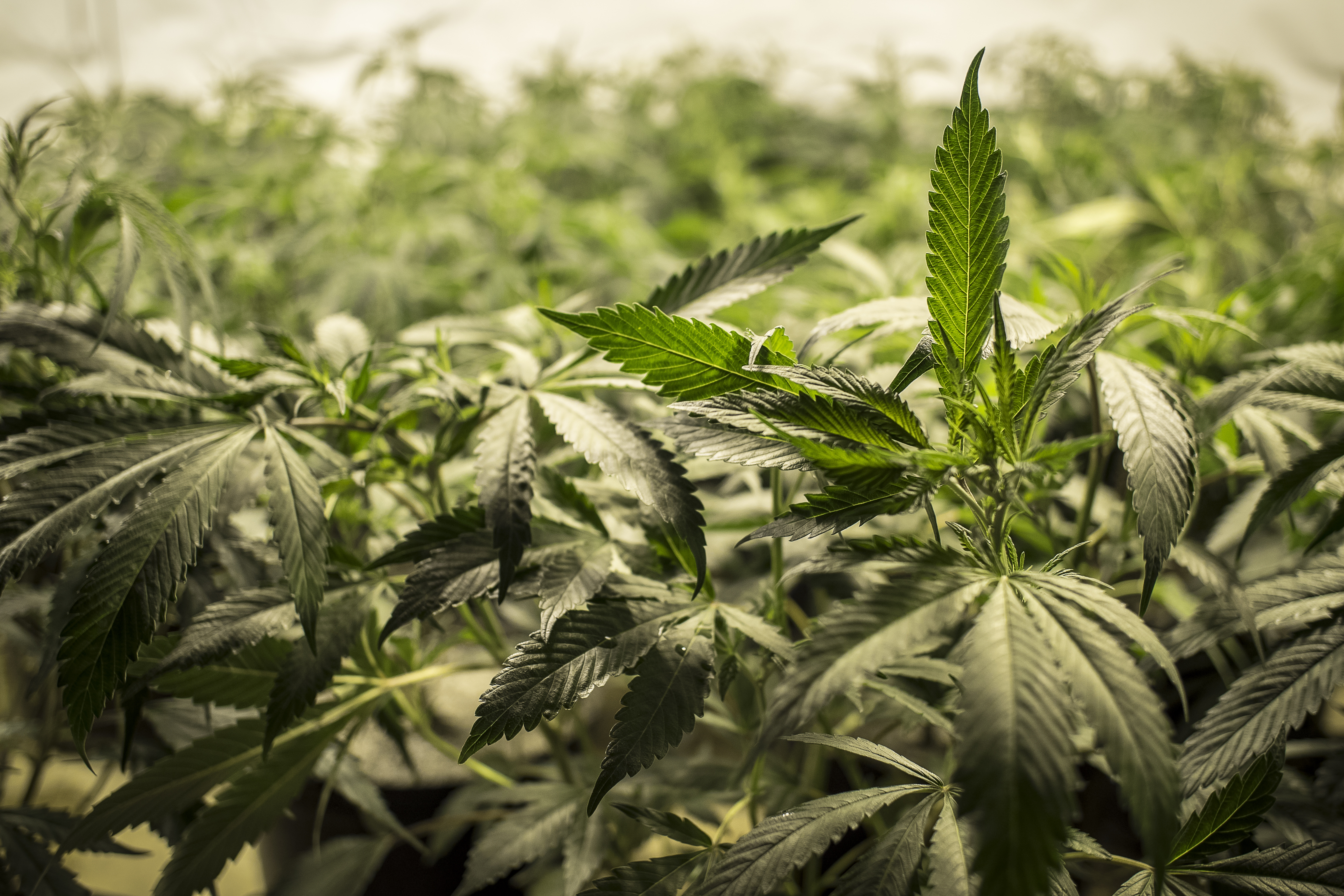 condamnations cannabis californie