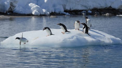 antarctique records de chaleur