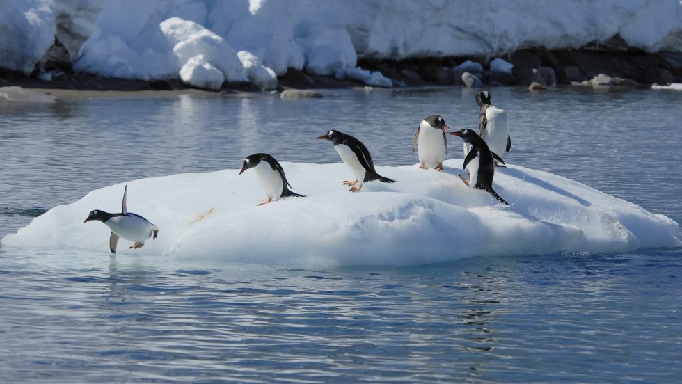 antarctique records de chaleur