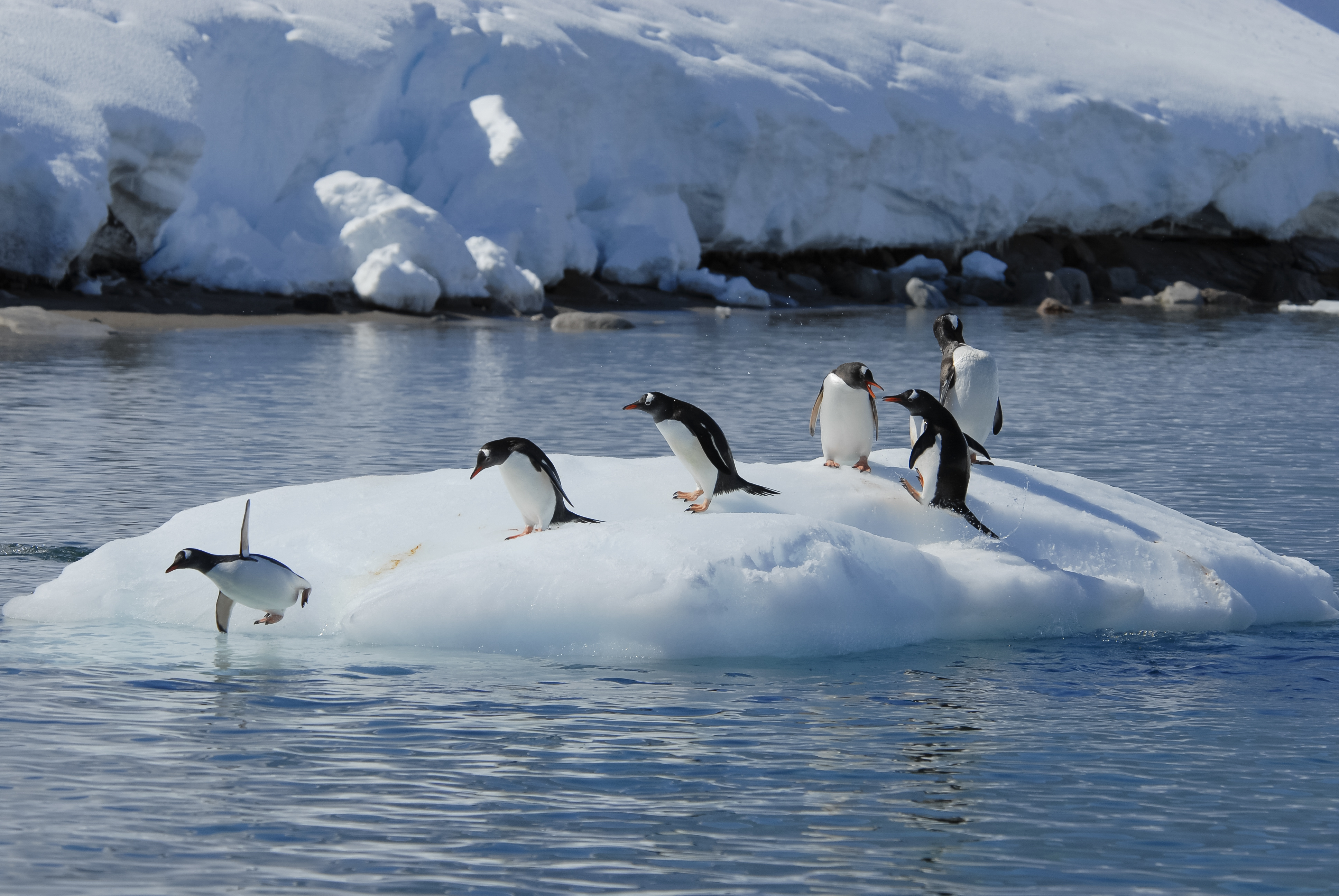 antarctique records de chaleur