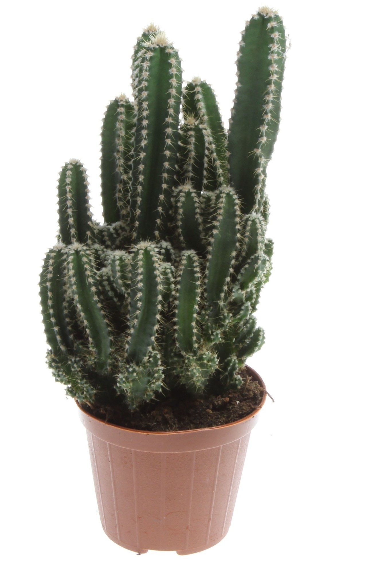 plante