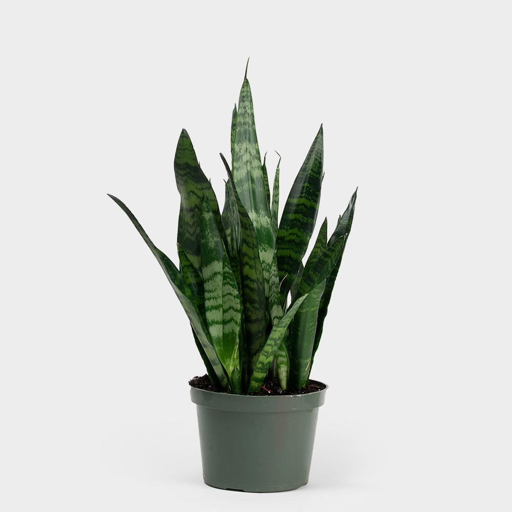 plante