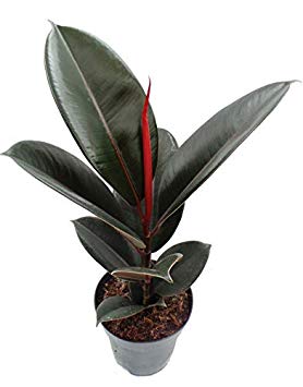 plante