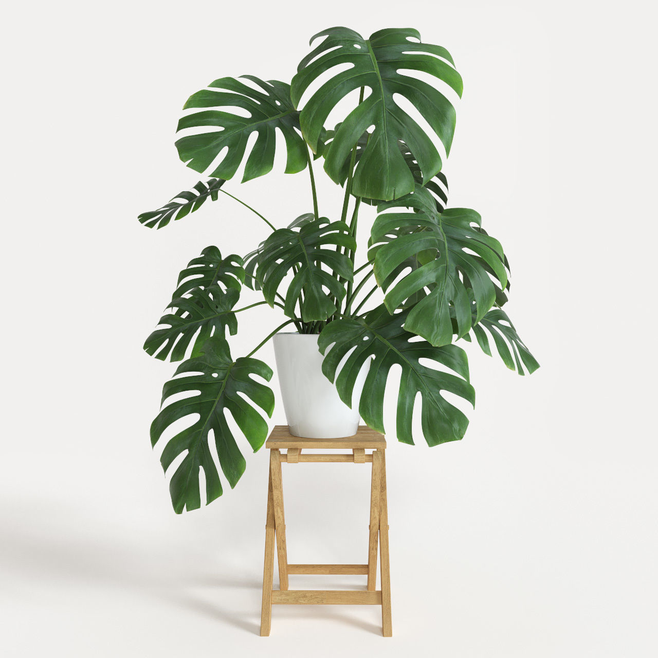 plante