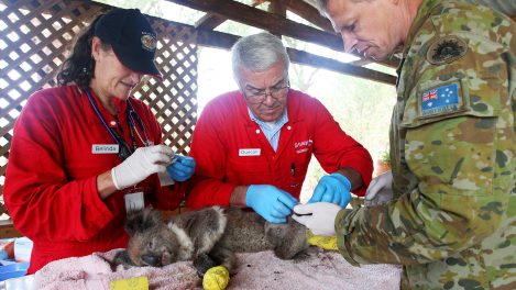 Des professionnels portent assistance à un koala affecté par les feux sur l'Île Kangourou, en Australie.