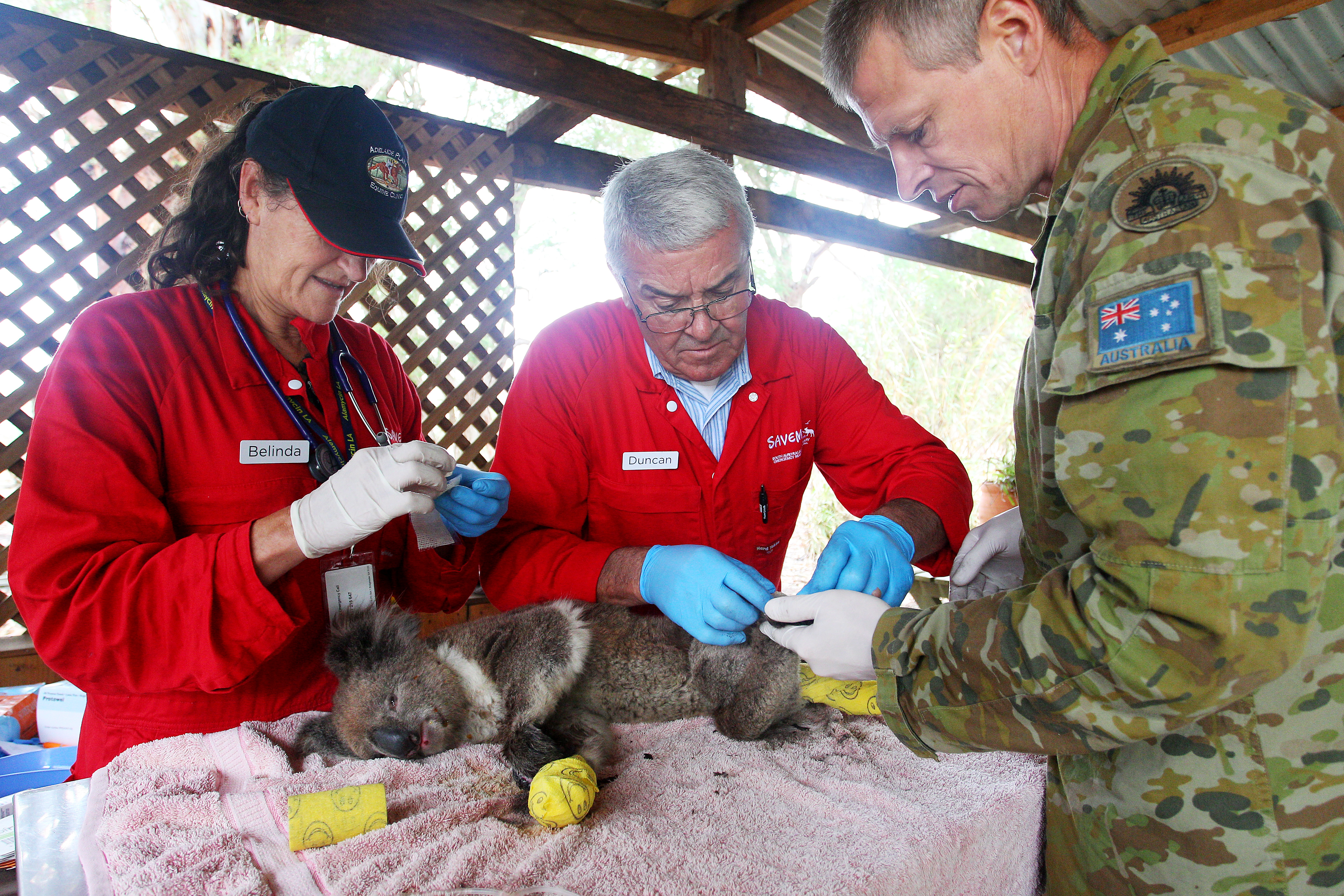 Des professionnels portent assistance à un koala affecté par les feux sur l'Île Kangourou, en Australie.