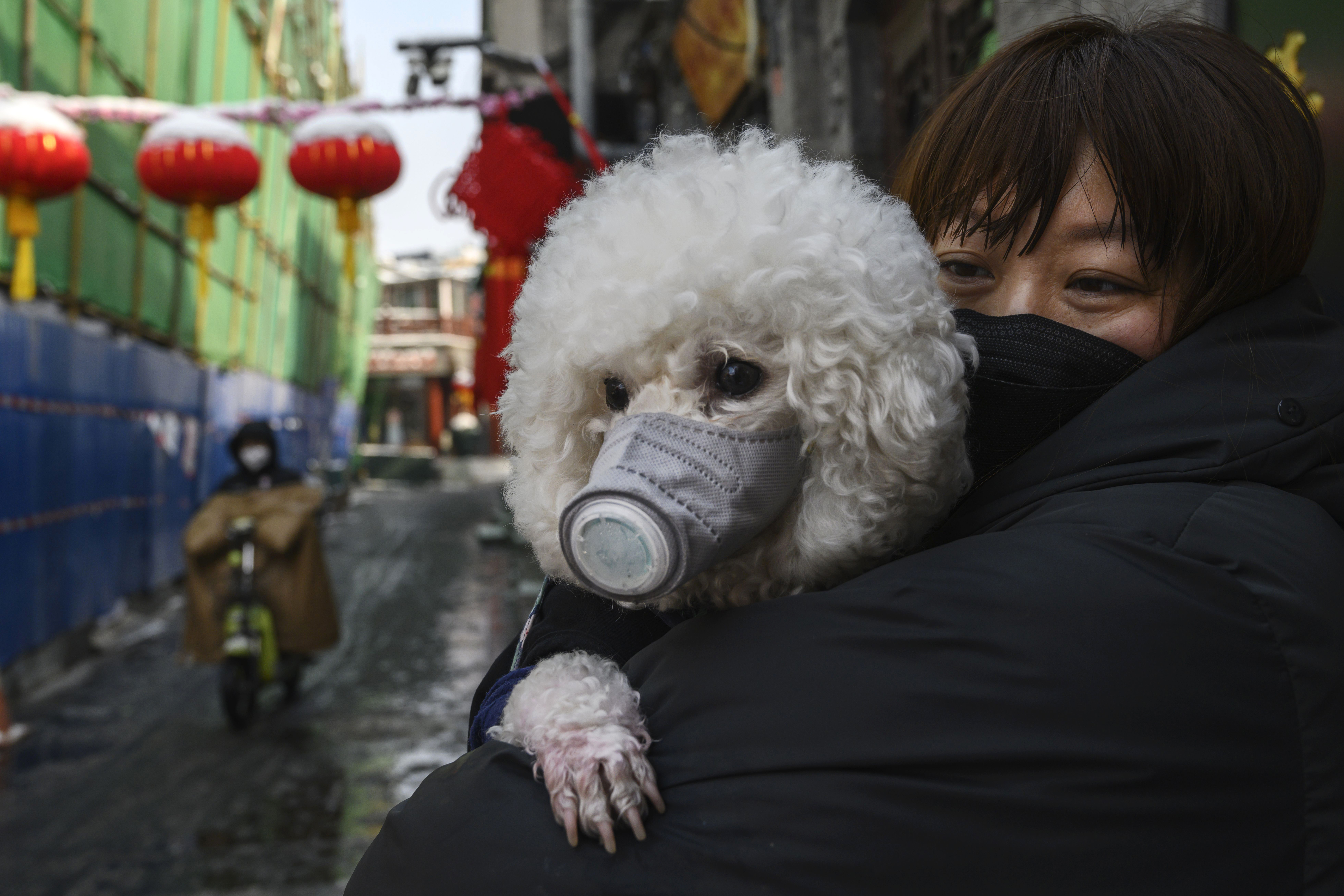 hong Kong chien coronavirus