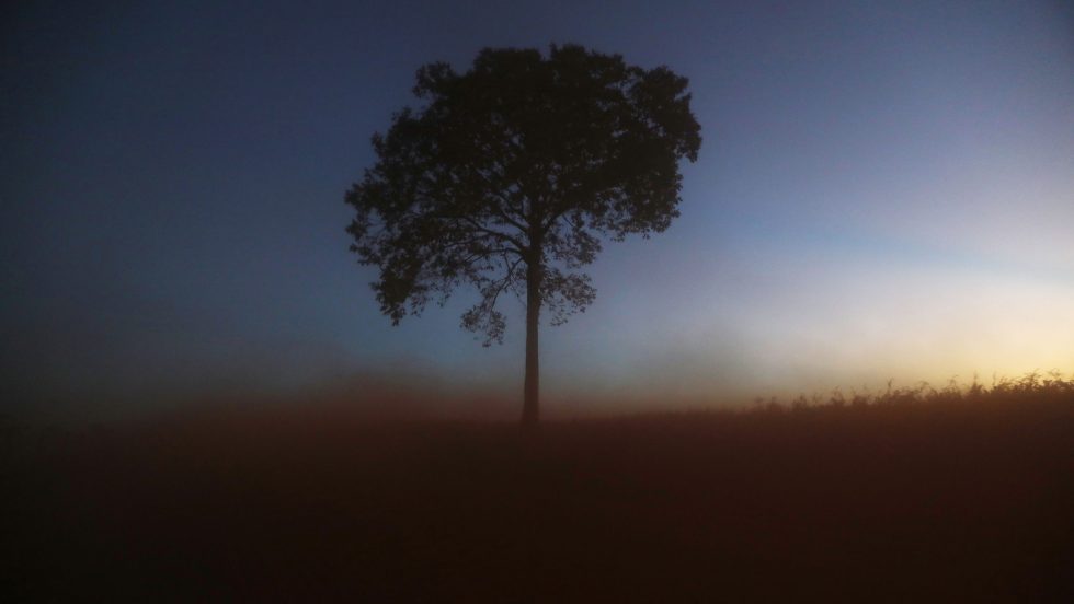 États Unis brésil environnement