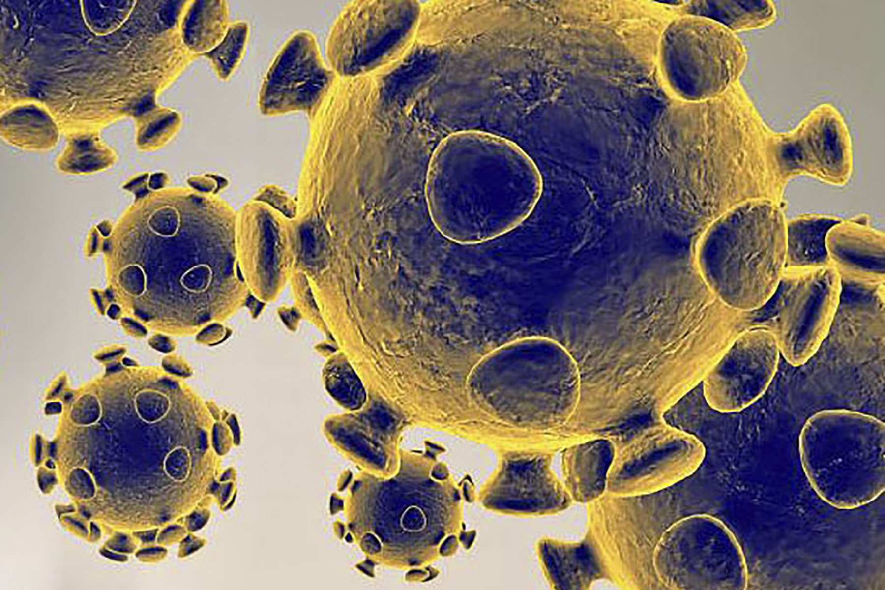 Illustration du nouveau coronavirus, baptisé COVID 19.
