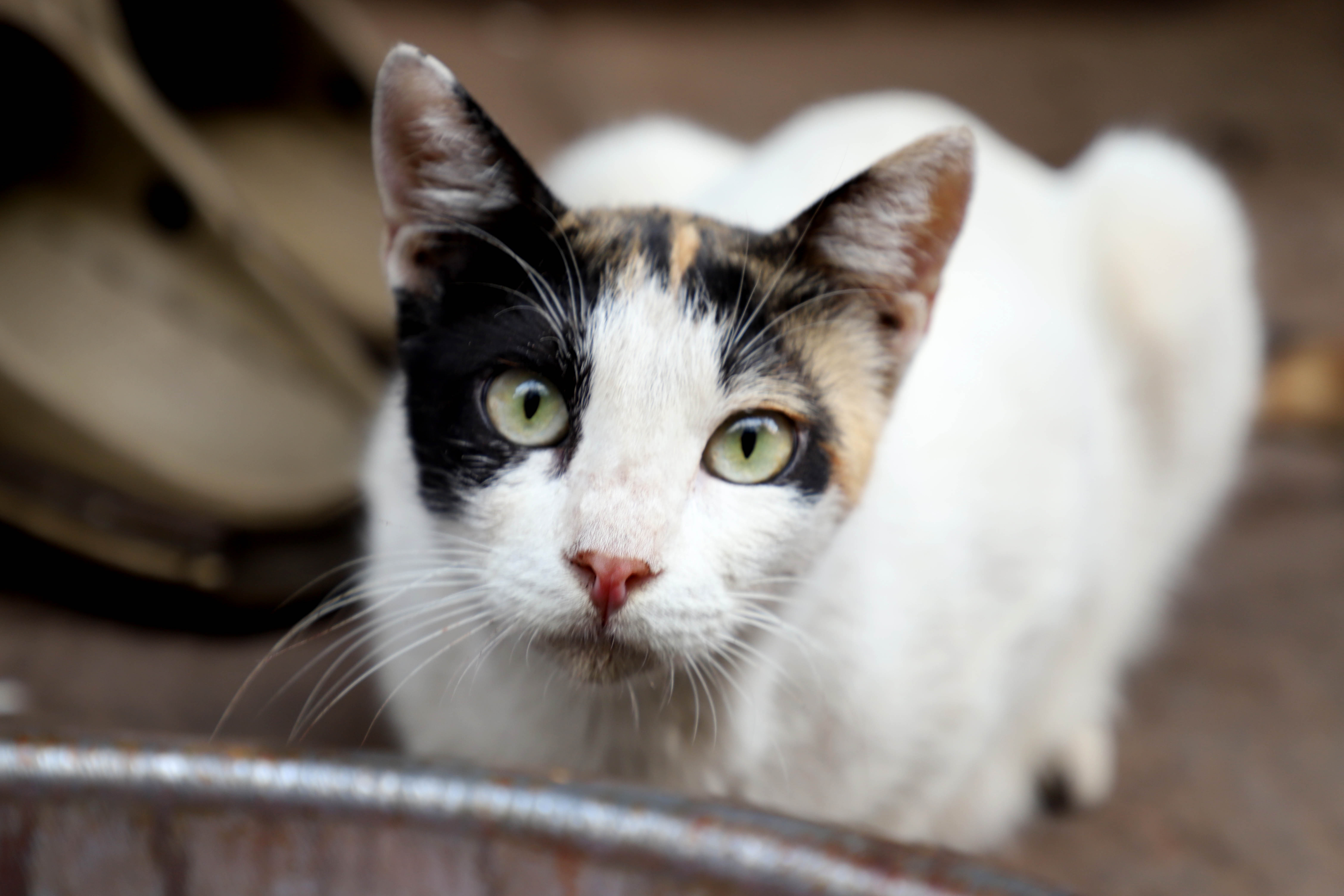chat coronavirus