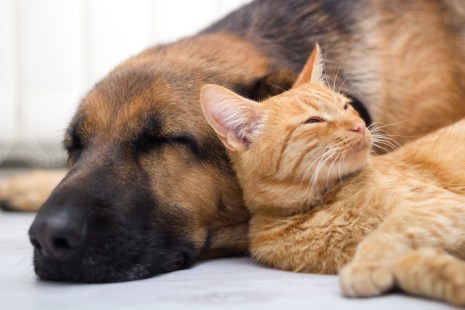 Coronavirus : vague d'adoption pour les animaux de la SPCA