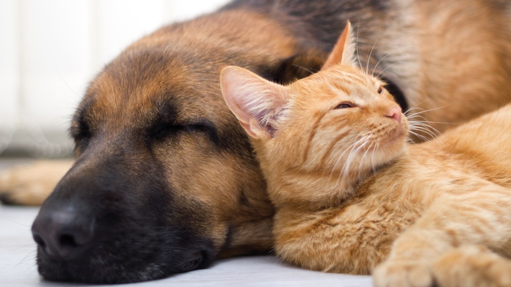 Coronavirus : vague d'adoption pour les animaux de la SPCA