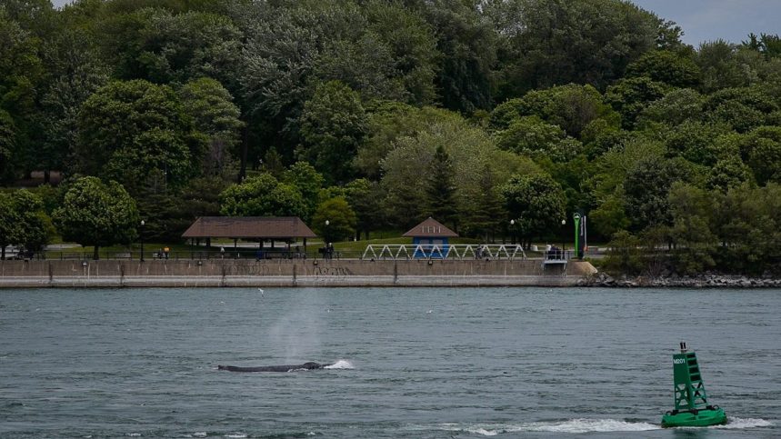 La Baleine A Bosse A Quitte Le Secteur Du Pont Jacques Cartier