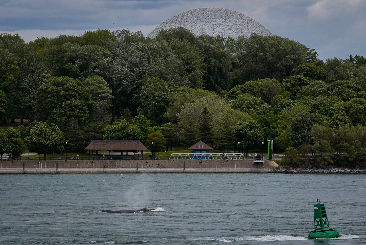 Baleine