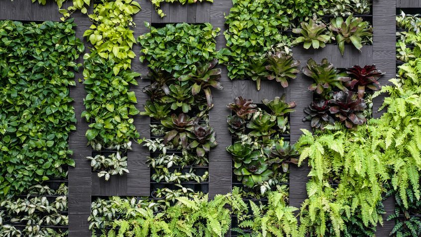 Un mur végétal sera installé sur la rue Masson en 2021