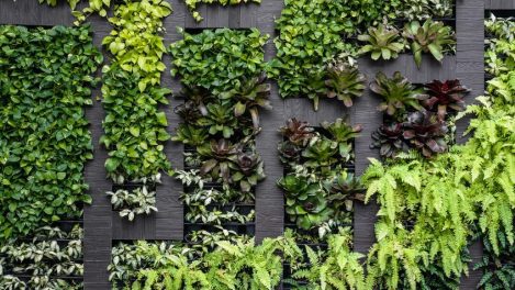 Un mur végétal sera installé sur la rue Masson en 2021