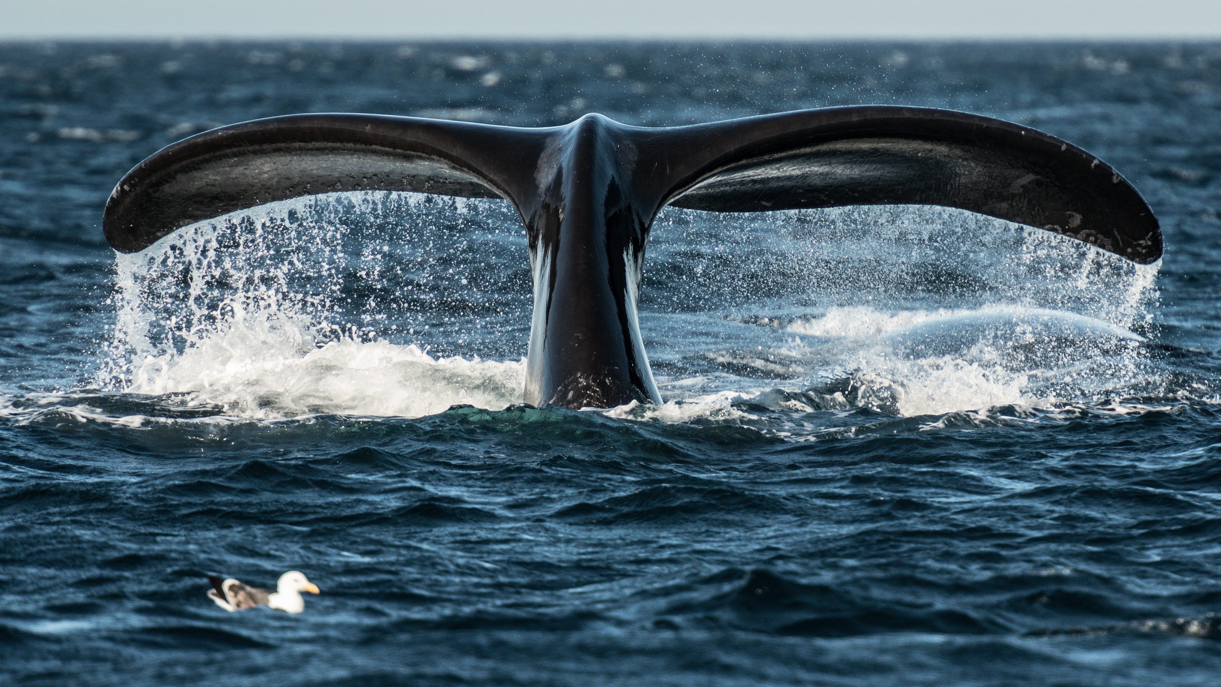 baleines noires