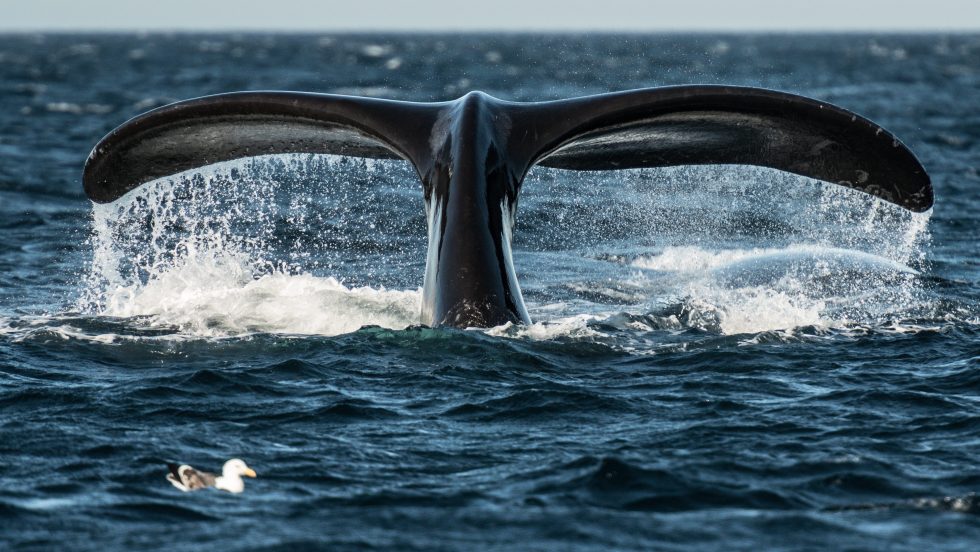 baleines noires