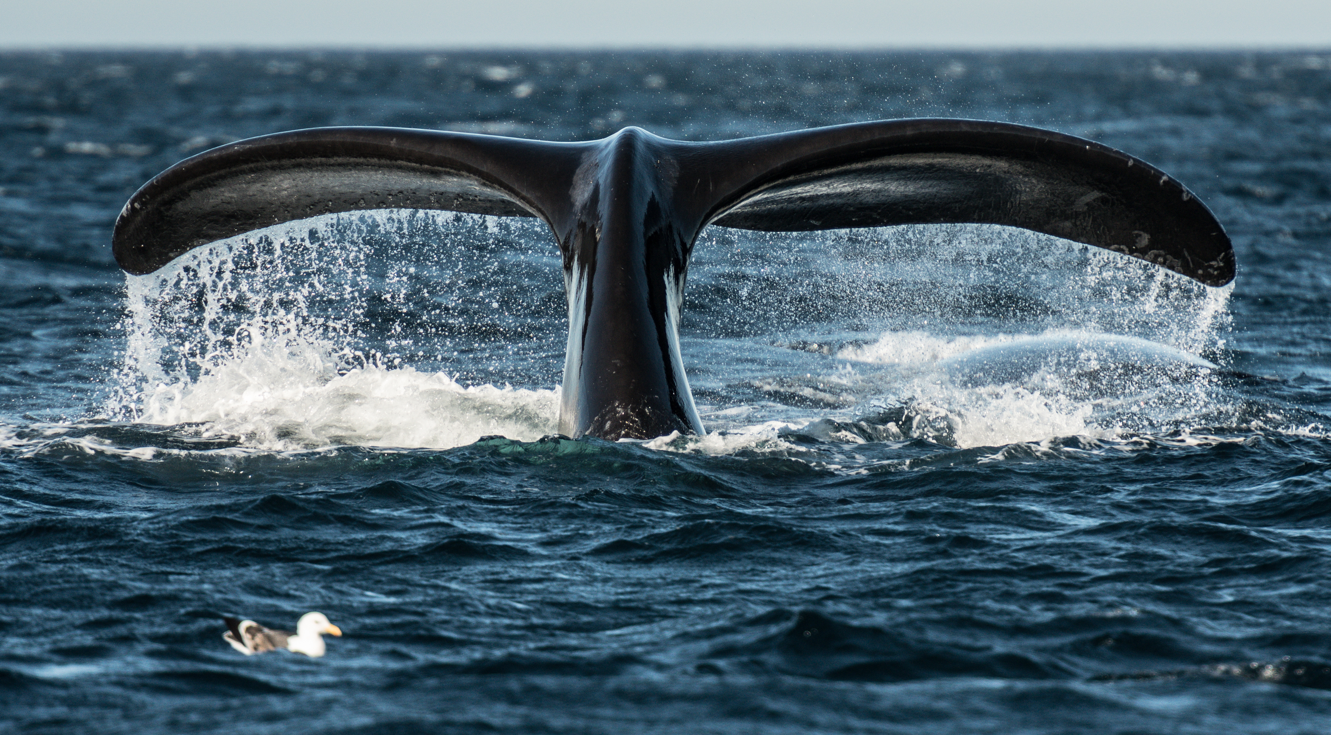 baleines noires