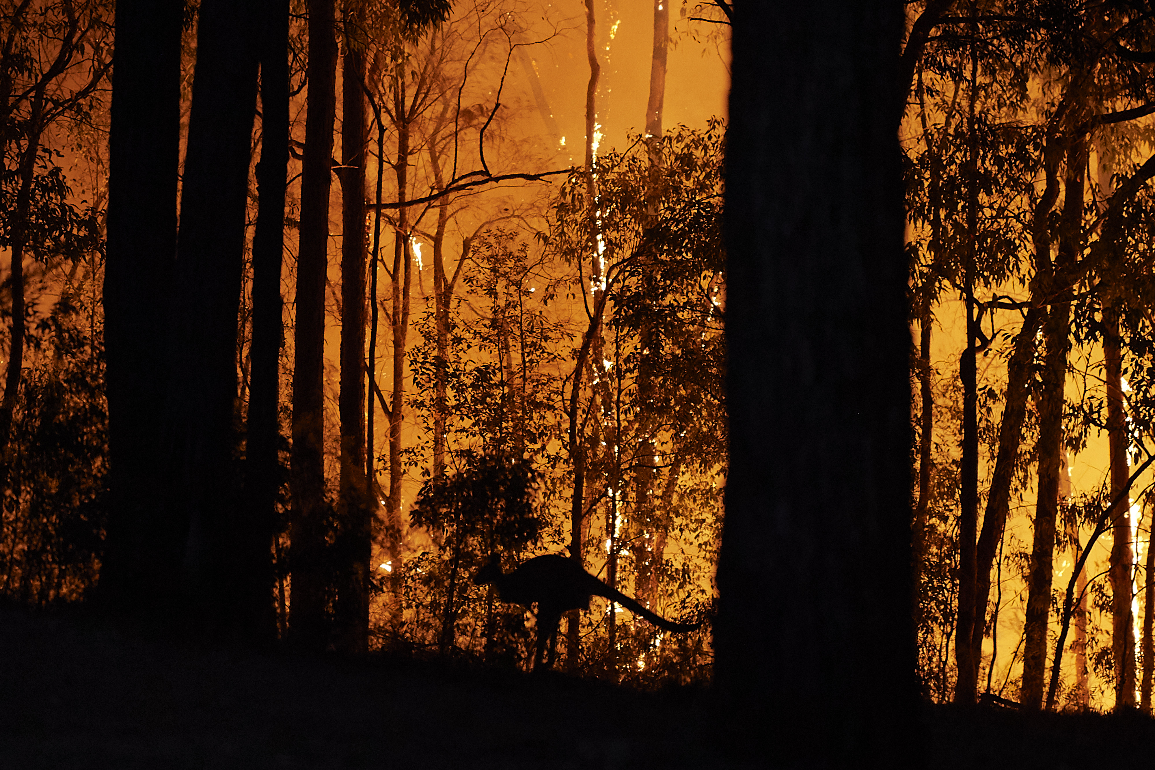 La silhouette d'un kangourou est visible sur fond de feu de forêt en Australie.