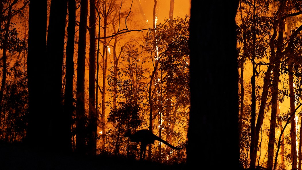 La silhouette d'un kangourou est visible sur fond de feu de forêt en Australie.