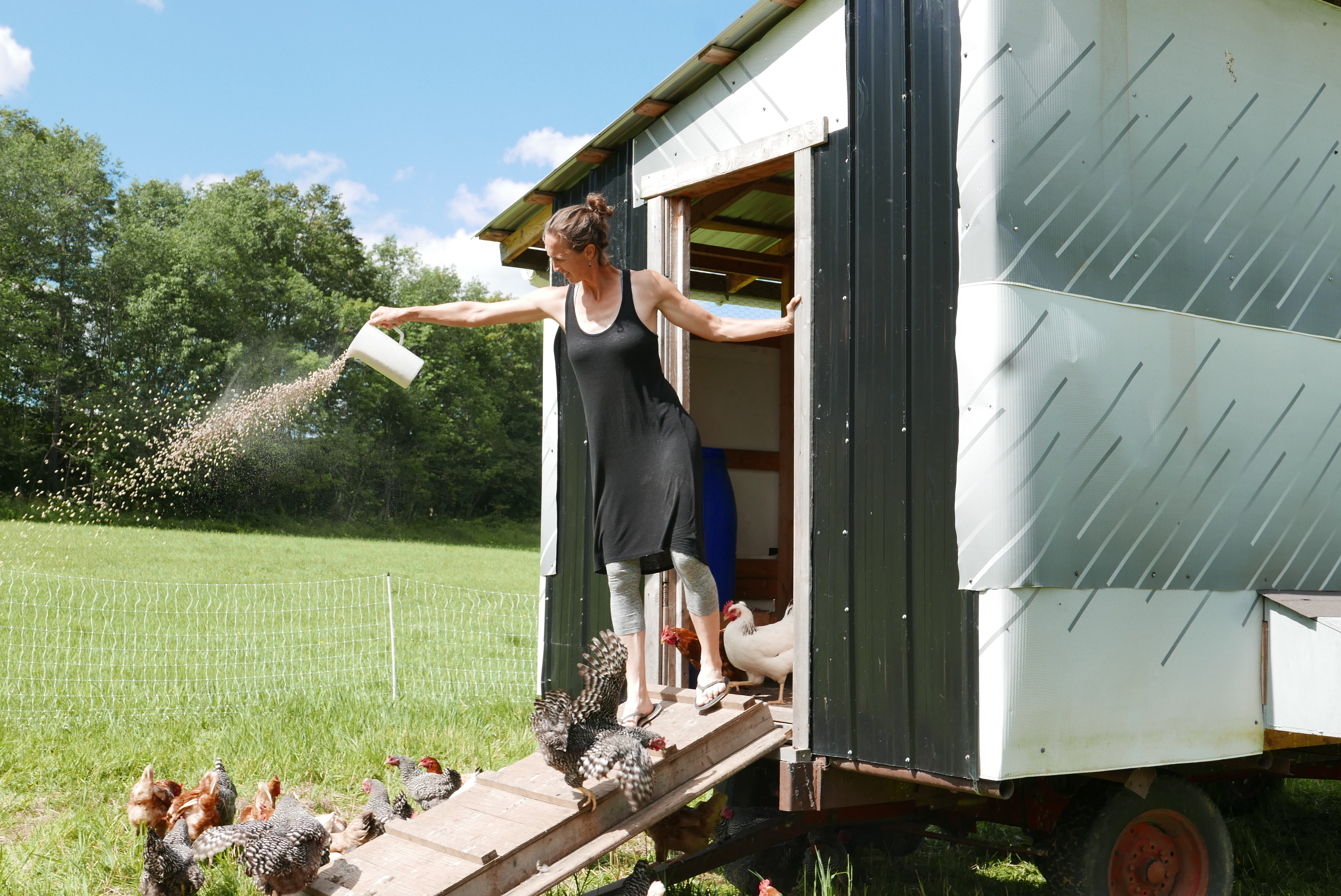 Une agricultrice lance de la nourriture à des poules