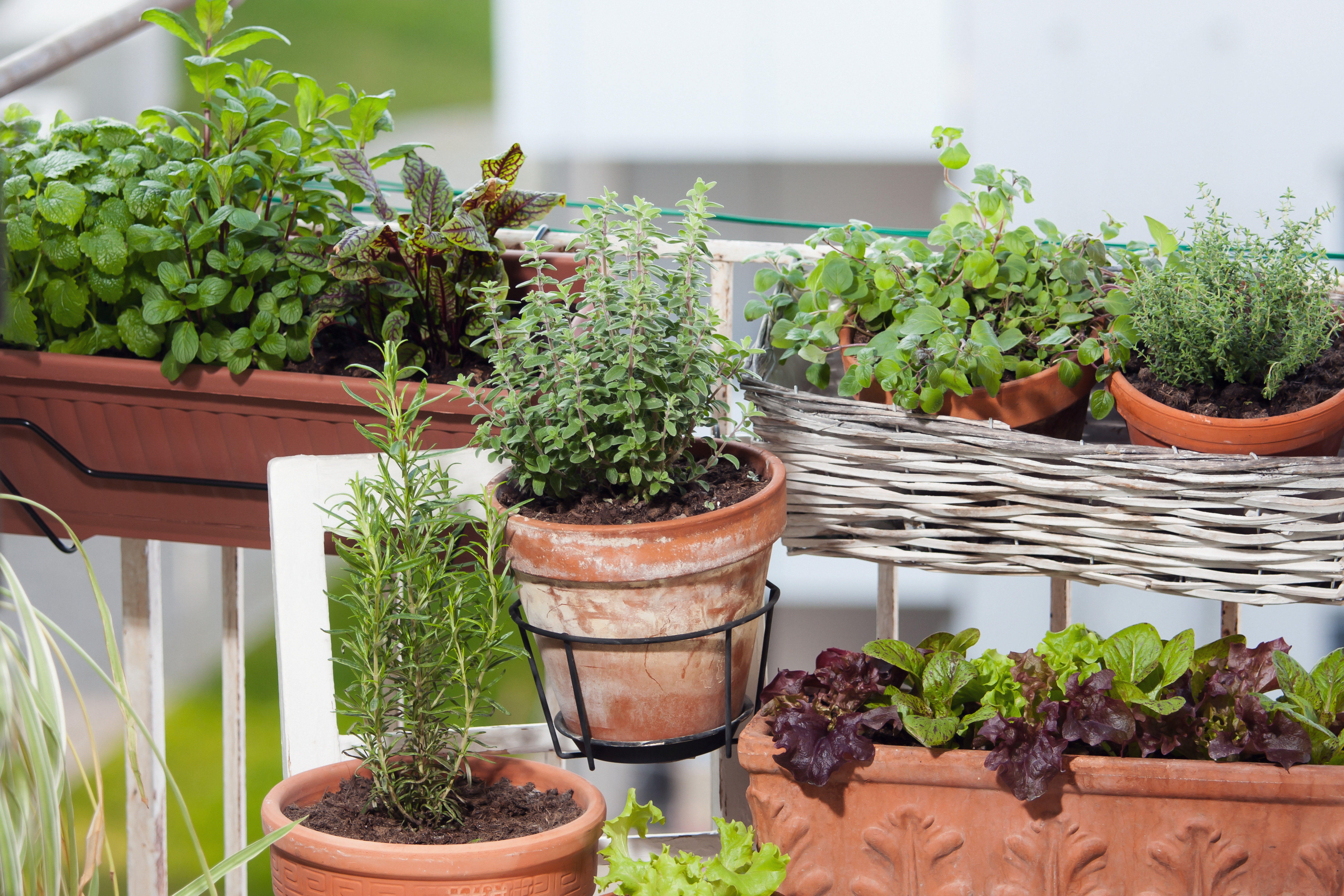 Plants d'herbes en jardinière
