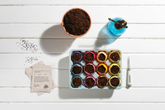 Jardinière dans des coquilles d'oeufs