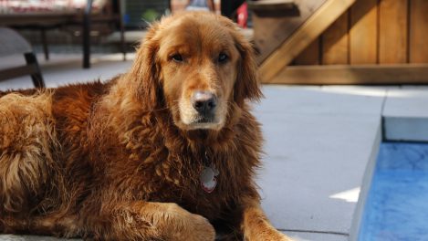 Chien venant de se baigner