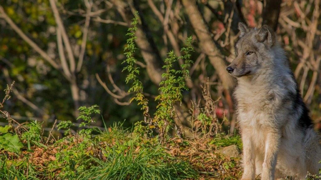 Le Zoo Ecomuseum a fermé temporairement ses portes aux visiteurs le 16 mars à la suite de l’éclosion de la pandémie de COVID-19.