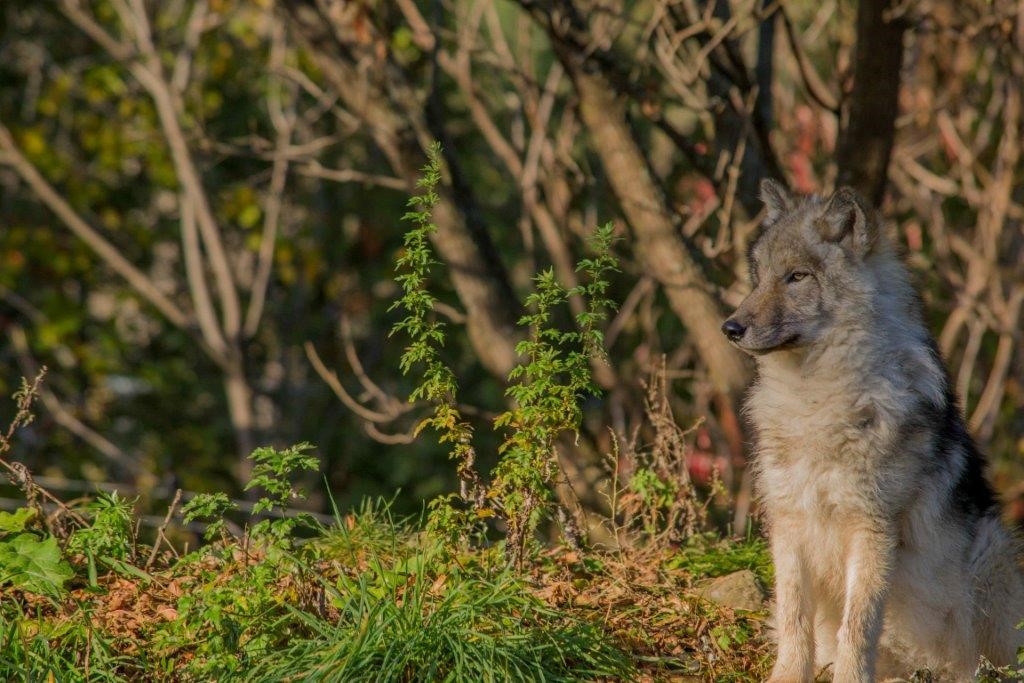 Le Zoo Ecomuseum a fermé temporairement ses portes aux visiteurs le 16 mars à la suite de l’éclosion de la pandémie de COVID-19.