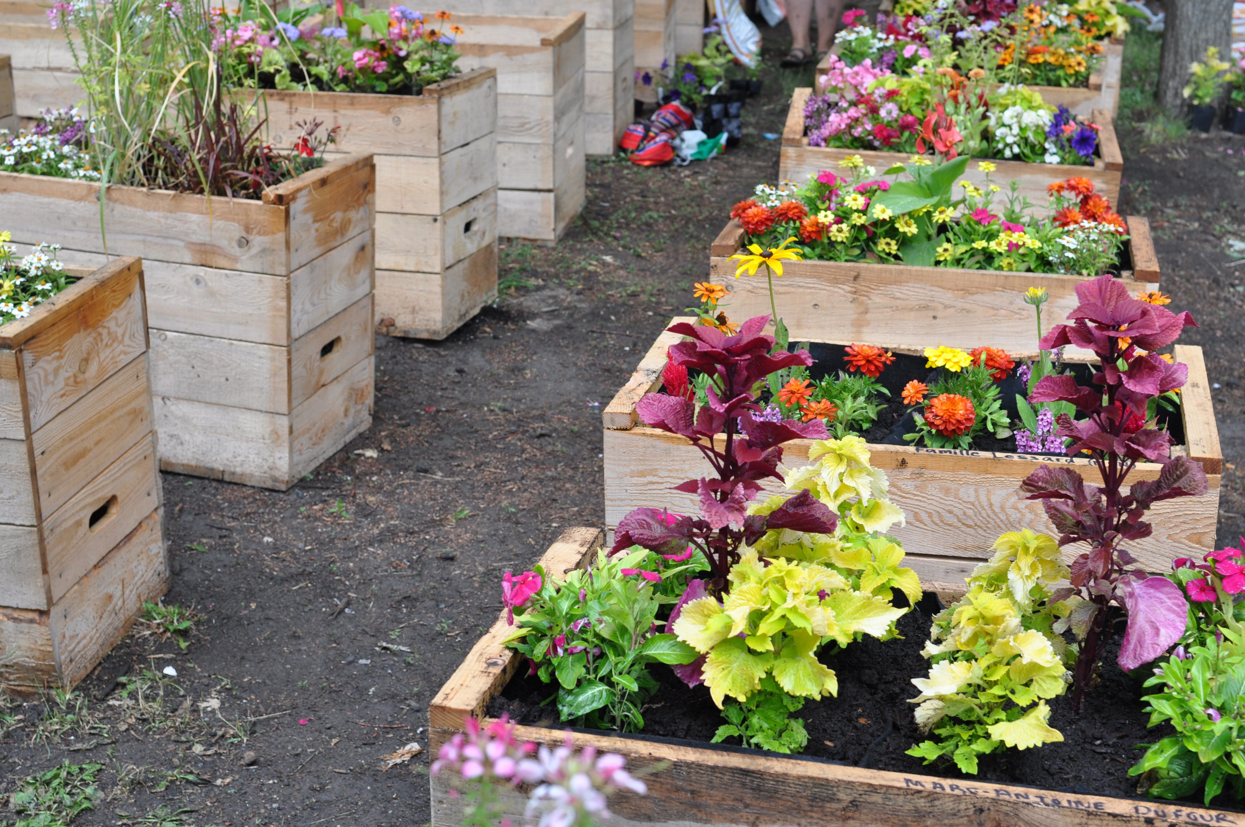 Bacs à fleurs de la la rue piétonne Wellington.