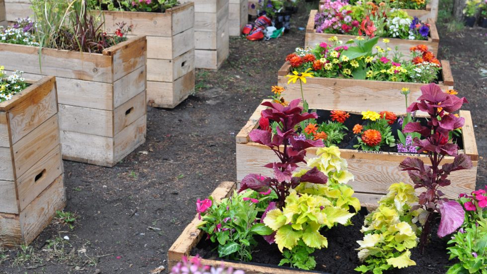 Bacs à fleurs de la la rue piétonne Wellington.