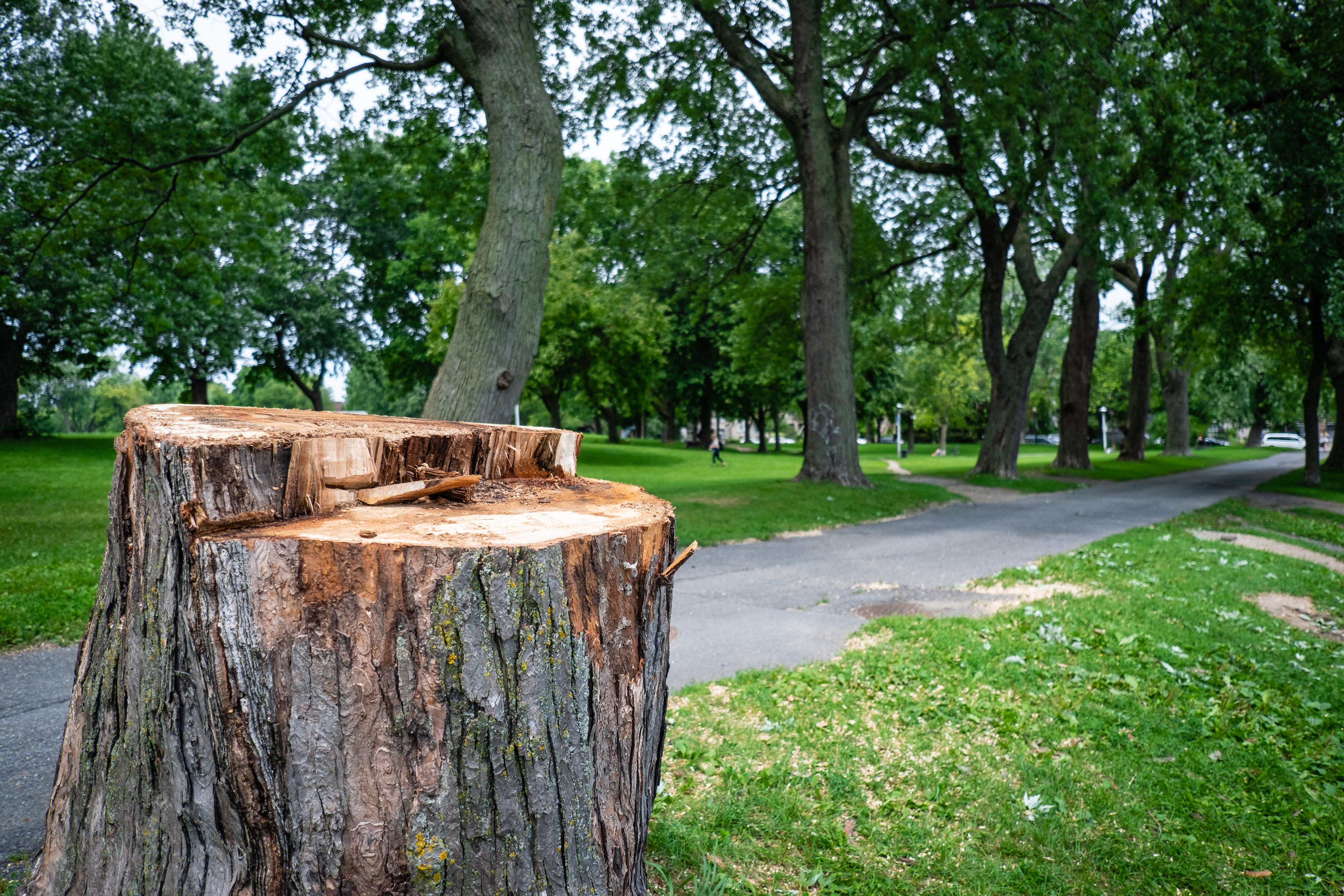 agrile frêne Montréal
