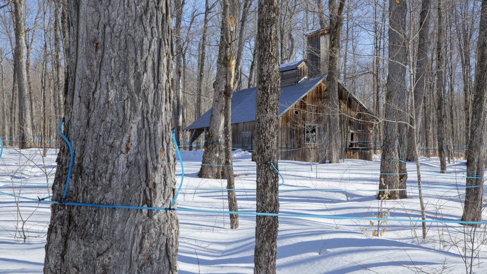 Les cabanes à sucre appellent à l'aide.