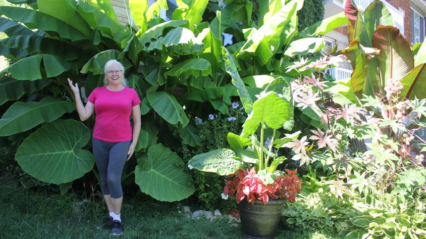 Elle Fait Pousser Un Bananier Dans Son Jardin De Montreal